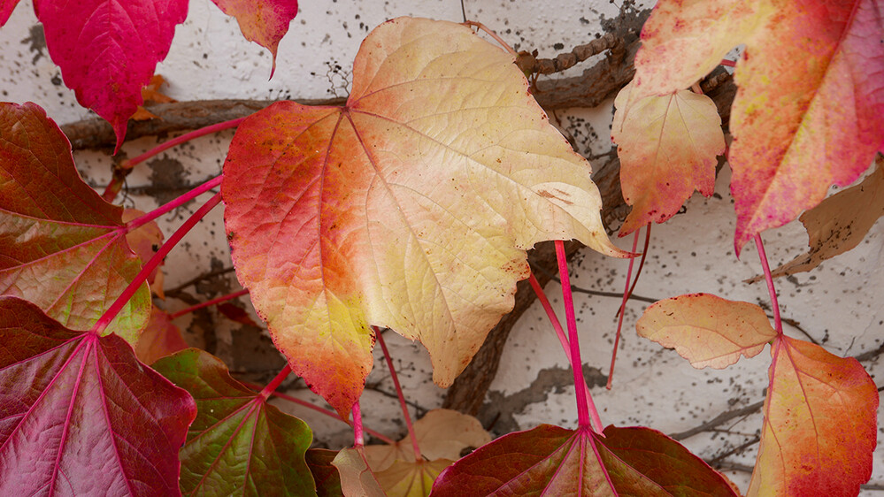 Herbstlich " Farbe im Wechsel"
Norbert
Schlüsselwörter: 2021