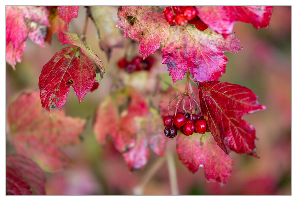 Herbstliches "Rot"
Marianne
Schlüsselwörter: 2021