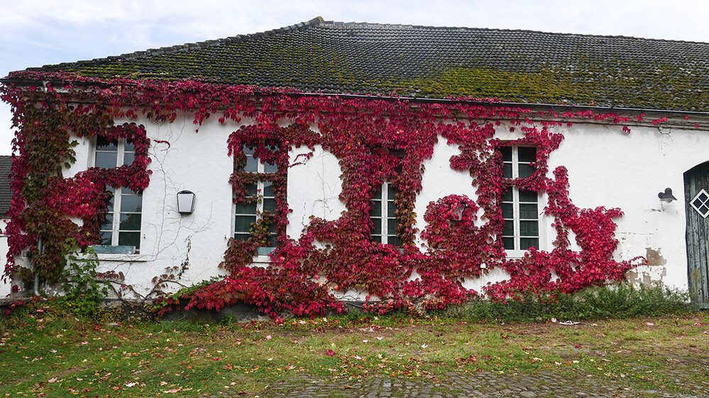 Herbstlich "Waldschule Cappenberg im Herbstlaub"
Norbert
Schlüsselwörter: 2021