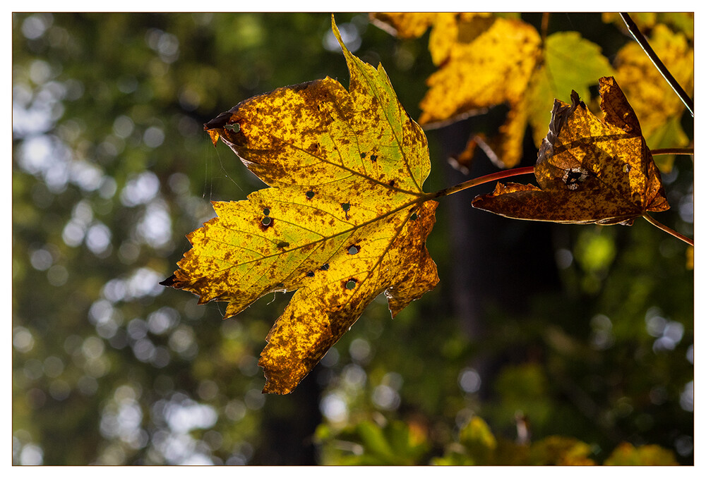 Herbstlich "Im Licht der Herbstsonne"
Marianne
Schlüsselwörter: 2021