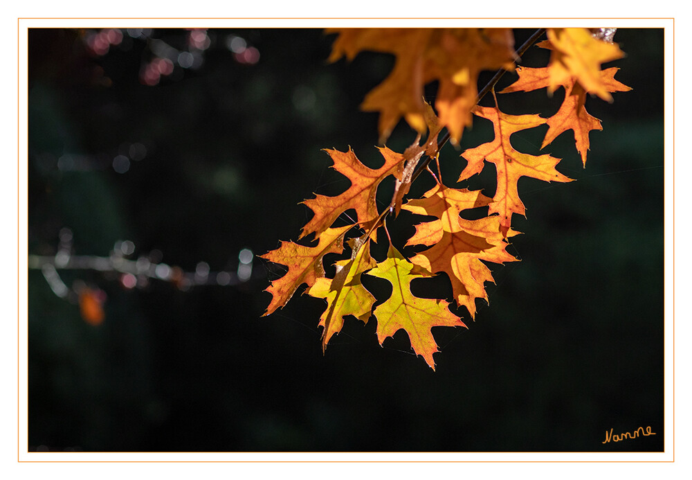 Blätter im Gegenlicht
Schlüsselwörter: Herbst;