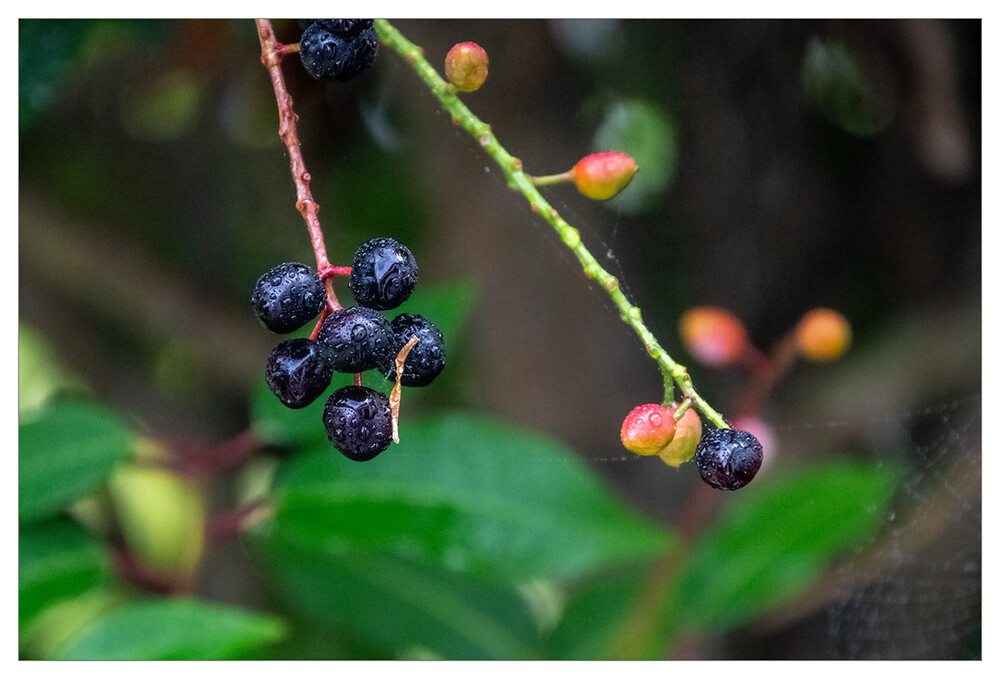 Herbstliches Stillleben "Beeren des Kirschlorbeers"
Marianne
Schlüsselwörter: 2023