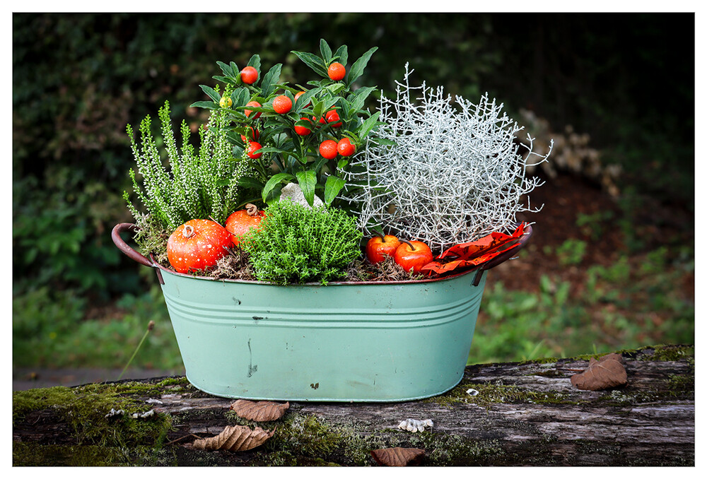 Herbstliches Stillleben "Florales Arrangement"
Marianne
Schlüsselwörter: 2023