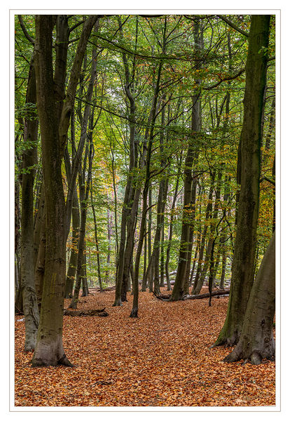 Im Wald
Schlüsselwörter: Sonne, Blätter, Herbst, Wald