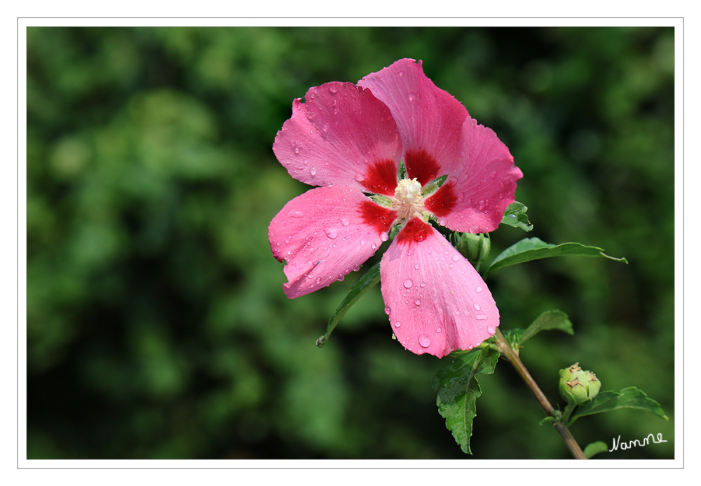 Es hat endlich geregnet.....
Hibiskus oder Eibisch ist eine Pflanzengattung in der Unterfamilie Malvoideae innerhalb der Familie der Malvengewächse. Die je nach Autor 200 bis 675 Arten gedeihen hauptsächlich in den subtropischen bis tropischen Gebieten der Erde. lt.Wikipedia
Schlüsselwörter: 2026