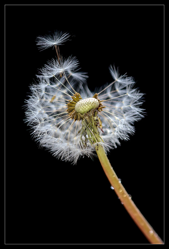 Hochformat "Pusteblume"
Marianne
Schlüsselwörter: 2024