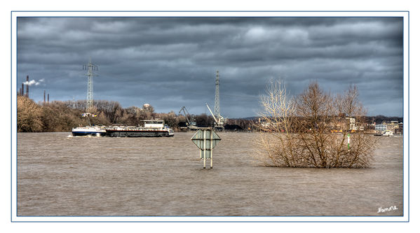 Hochwasser
am Rhein
