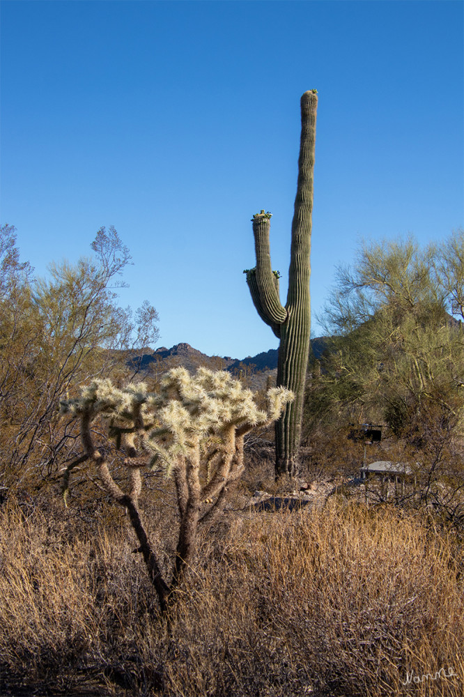 Kakteen im Organ Pipe Cactus NM
Arizona
Schlüsselwörter: 2025