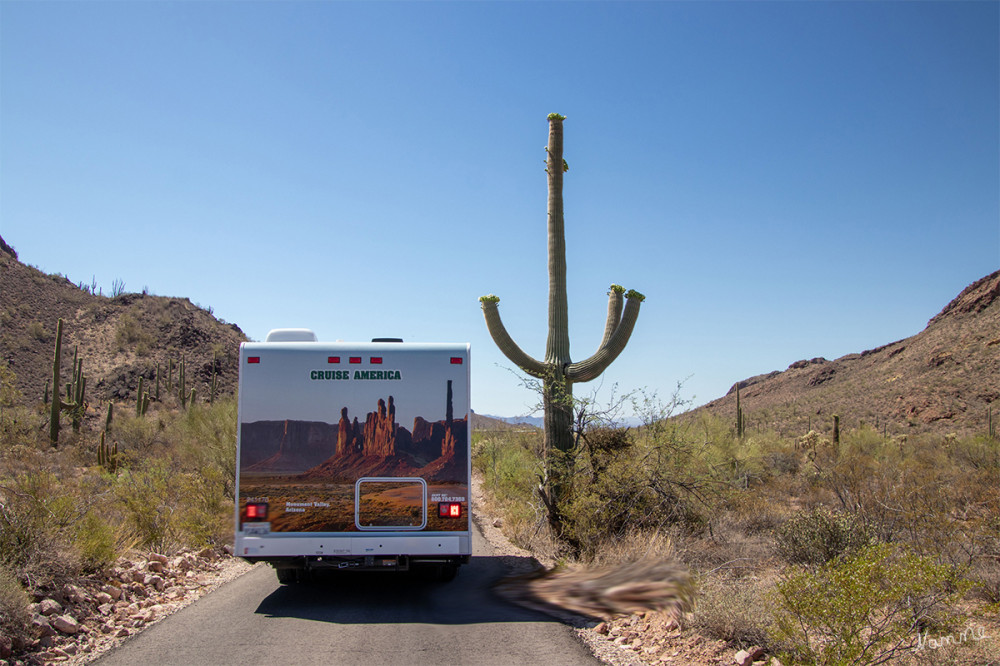 Unterwegs im Organ Pipe Cactus NM
Im Park gibt es noch bis zu 15 m hohe Saguaro-Kakteen sowie etwa 25 weitere Kakteenarten.
