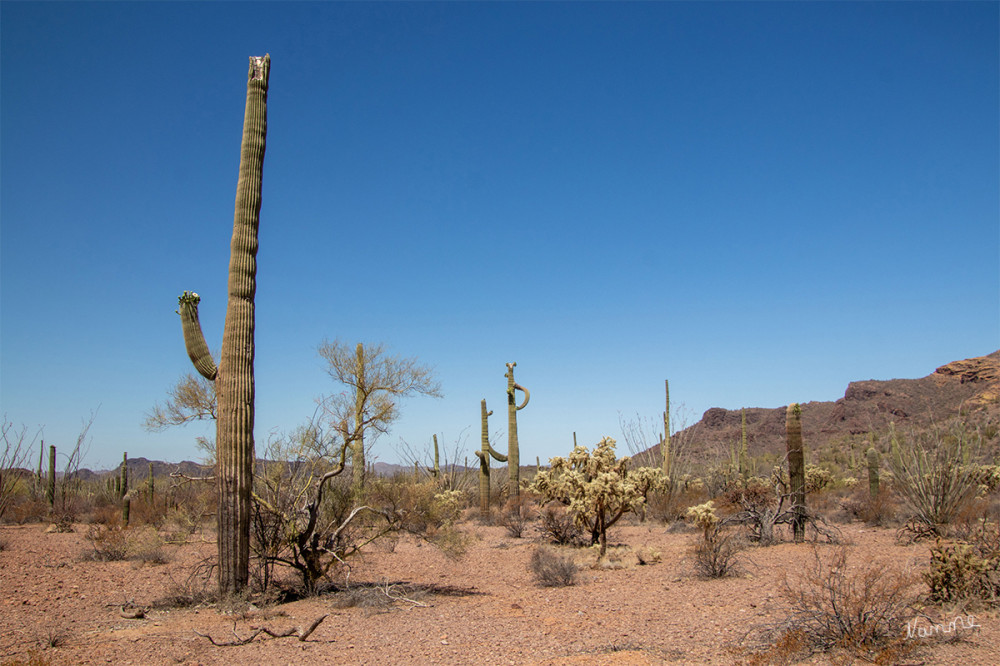 Organ Pipe Cactus NM
Arizona
Schlüsselwörter: 2025