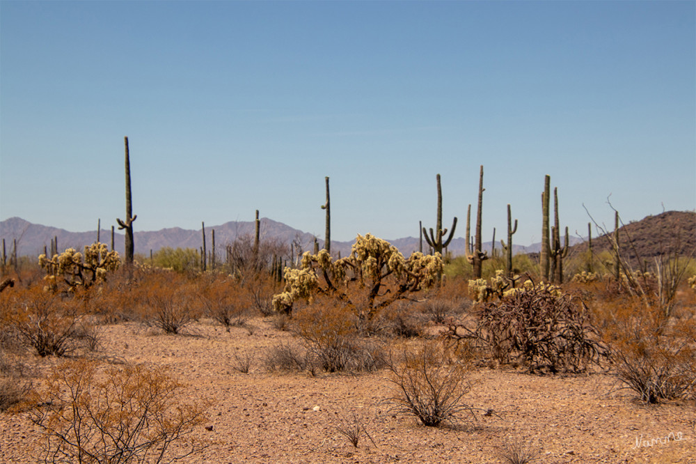 Organ Pipe Cactus NM
Das Organ Pipe Cactus National Monument ist ein direkt an der mexikanischen Grenze gelegender, geschützter Park im südlichen Teil des US-Bundesstaates Arizona.
Schlüsselwörter: 2025