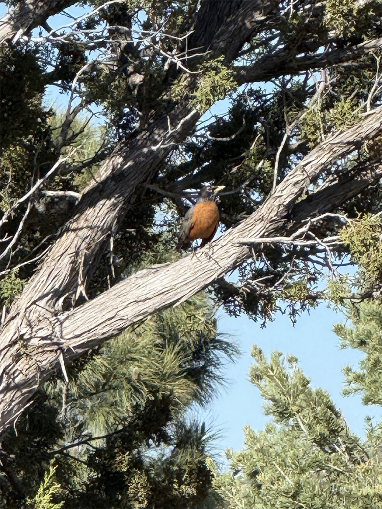 American robin
New Mexico
Die Wanderdrossel ist in ganz Nordamerika weit verbreitet und überwintert von Südkanada bis Zentralmexiko und entlang der Pazifikküste. Die Art ist überwiegend tagsüber aktiv und versammelt sich nachts in großen Schwärmen. lt. Wikipedia.org
Schlüsselwörter: 2025