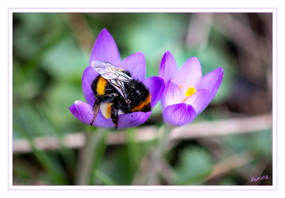 Hummel
Schlüsselwörter: Erdhummel