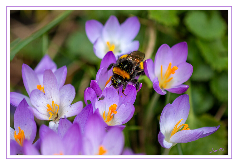 Hummel auf Besuch
Die Große Erdhummel, von manchen Autoren auch als Bombus magnus flavoscutellaris bezeichnet, ist ein Insekt aus der Gruppe der Bienen. Sie ist in Deutschland in der Roten Liste gefährdeter Arten als „stark gefährdet“ ausgewiesen. laut Wikipedia
Schlüsselwörter: Hummel; Krokus; lila