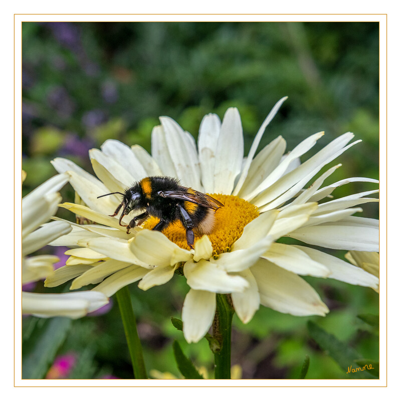 Besucher
Schlüsselwörter: Hummel