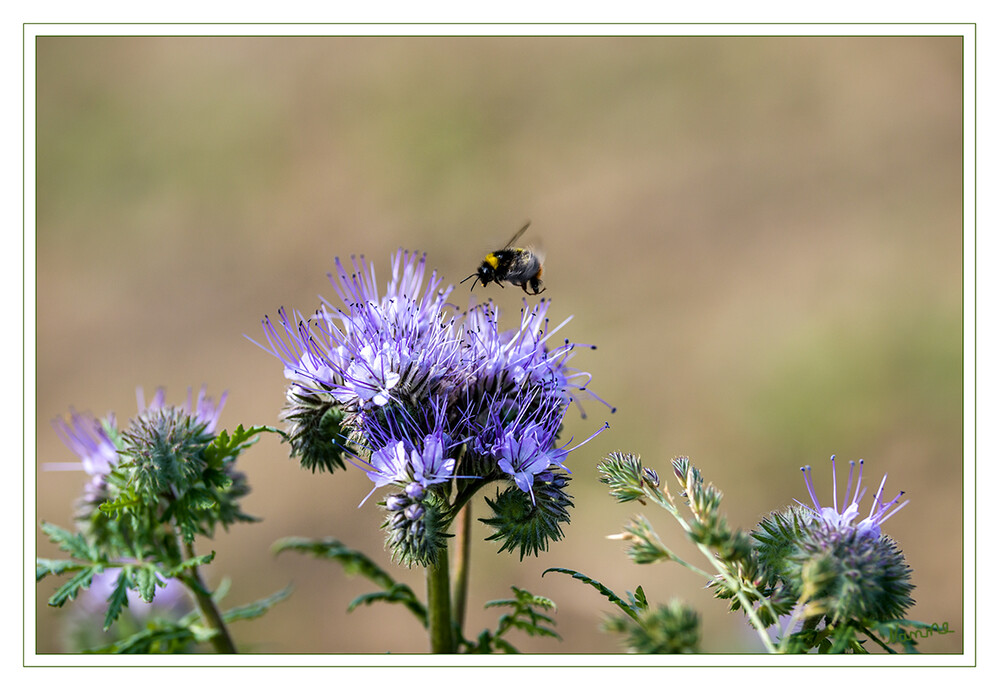 Im Anflug
Schlüsselwörter: Hummel