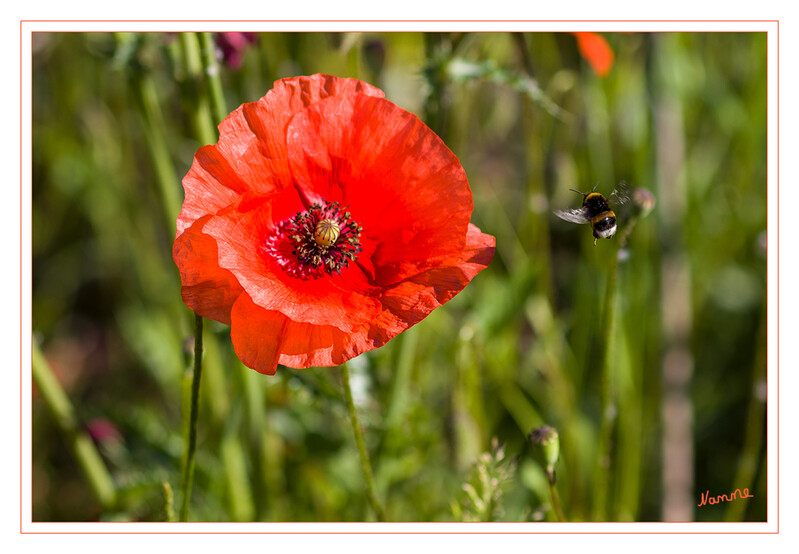 Ich komme
Hummel im Anflug
Schlüsselwörter: Klatschmohn; Hummel;