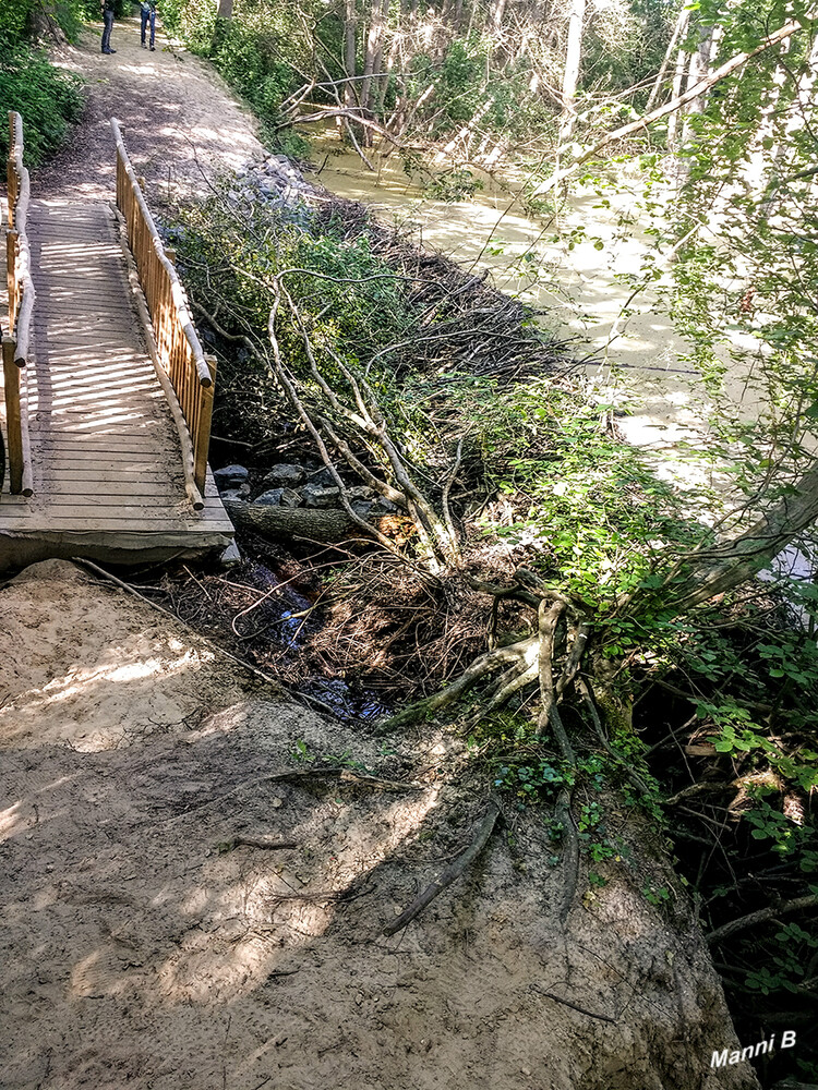 Biberdamm in Wegberg 
Wanderroute Traumweg
