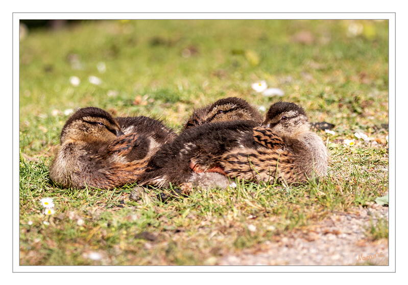 Ein wenig relaxen
Enten sind Nestflüchter, das heißt, sie sind beim Schlüpfen bereits sehr weit entwickelt, verlassen nach sechs bis zwölf Stunden das Nest und können von Anfang an schwimmen. laut Wikipedia
Schlüsselwörter: Stockente; Stadtgarten; Enten