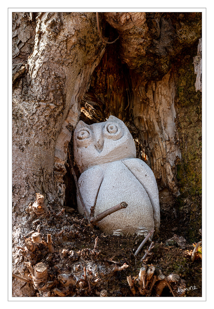 Versteckt
im Baum hatte sich diese seltene Art der Eule
Schlüsselwörter: Eule; Baum