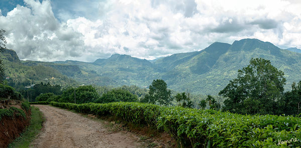 In den Bergen
Etwas besonderes war auch unser Spaziergang durch eine Teeplange. 
Schlüsselwörter: Sri Lanka,   Berge,    Teefabrik,    Teeplantage