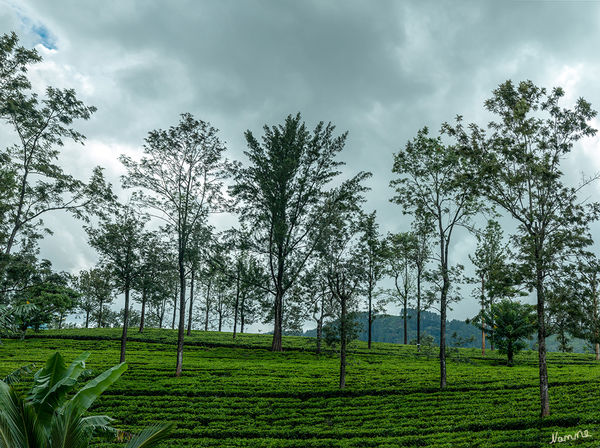 In den Bergen
Bäume und Sträucher werden extra zwischen die Teepflanzen geflanzt, um Schatten zu haben. Dies erhöht die Qualität des Tees.
Schlüsselwörter: Sri Lanka, Berge, Teefabrik, Teeplantage