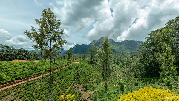 In den Bergen
Der ganze Berg voller Teepflanzen
Schlüsselwörter: Sri Lanka, Berge, Teefabrik, Teeplantage