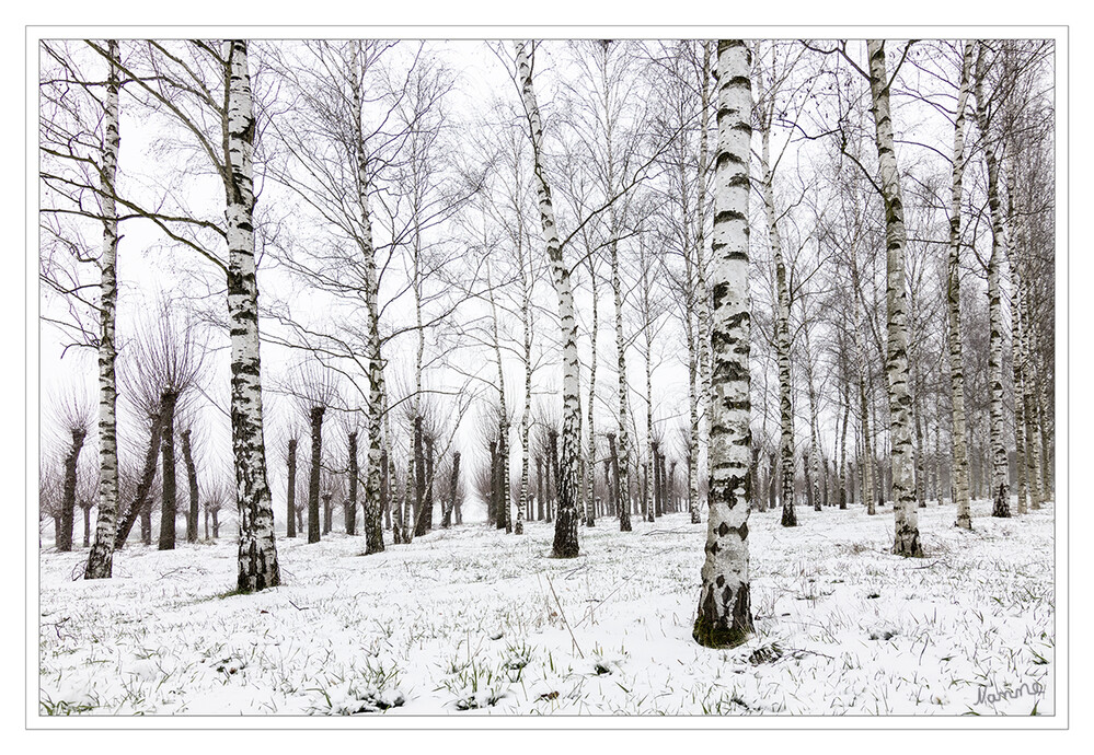 Birkenhain
Schlüsselwörter: Birke; Schnee;