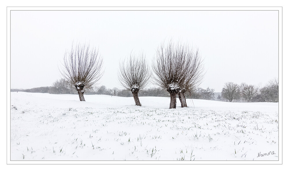 Weiden
in der Schneelandschaft. Der Winter ist mit Macht zurück gekommen.
Schlüsselwörter: Schnee; Weiden; 