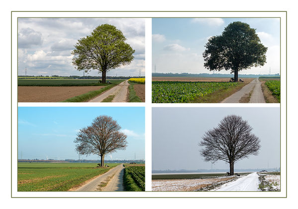 50 - Jahresprojekt
In diesem Jahr habe ich es tatsächlich mal geschafft, meinen Freund den Baum, in unterschiedlichen Jahreszeiten aufzunehmen.
Schlüsselwörter: Baum,