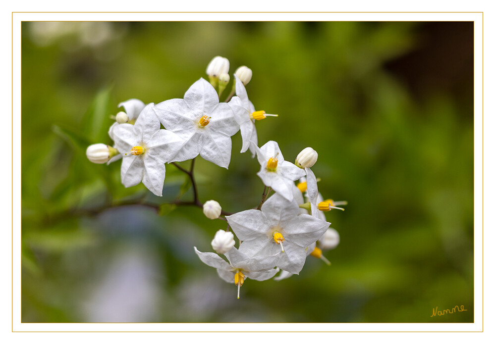 Sommerjasmin
Jasminum ist eine Pflanzengattung in der Familie der Ölbaumgewächse. Zu dieser Gattung gehören einige wichtige Duft- und Zierpflanzen wie der Echte Jasmin oder der Winter-Jasmin. laut Wikipedia
