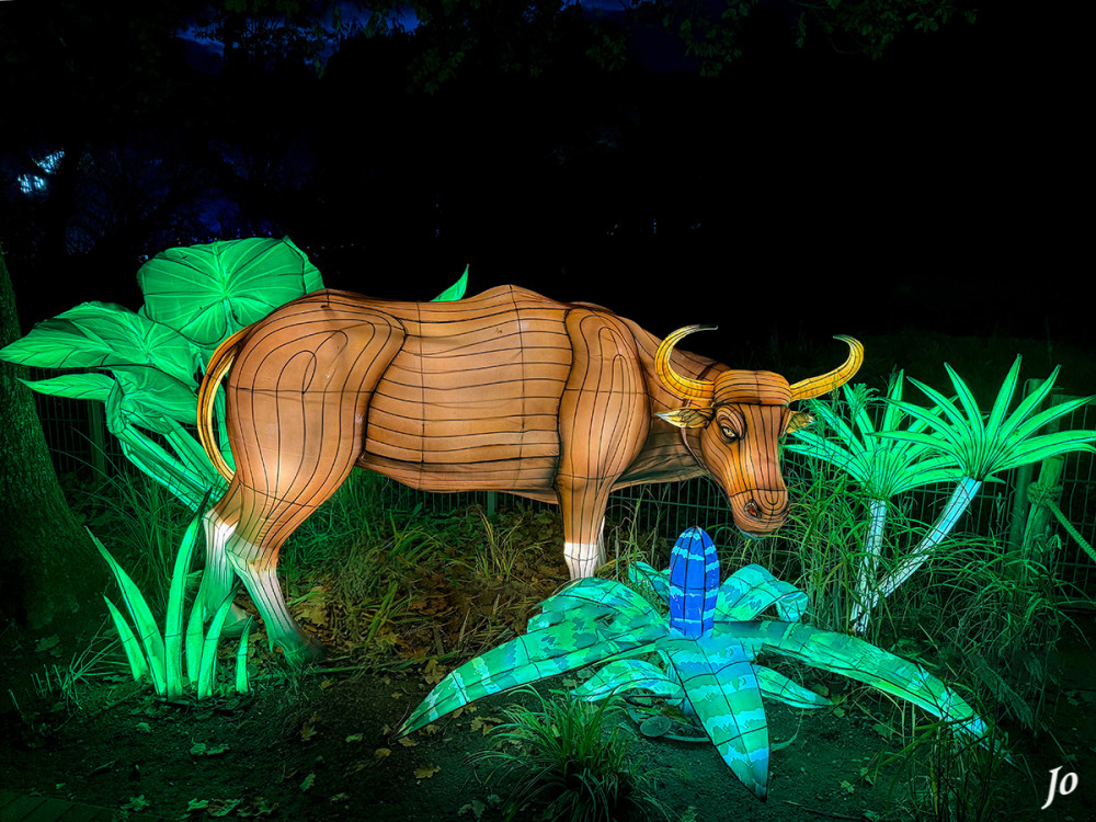 China Lights - Kuh
Schlüsselwörter: 2025, Kleve