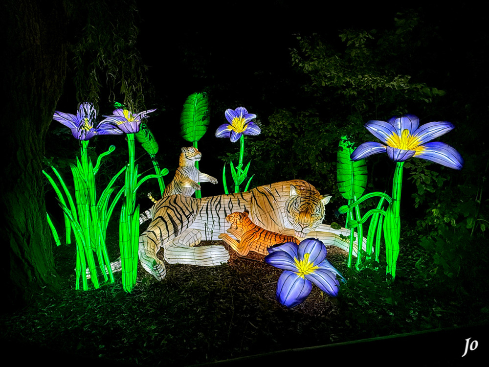 China Lights - Tigerfamilie
Schlüsselwörter: 2025, Kleve