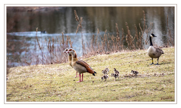 Nilgansfamilie
Kaum zu glauben aber diese Nilgansfamilie ist schon unterwegs obwohl es noch so kühl ist. Hoffentlich geht dies gut!!
Erstaunlich gelassen reagierten sie auf die Kanadagänse.
Schlüsselwörter: Nilgans, Kücken