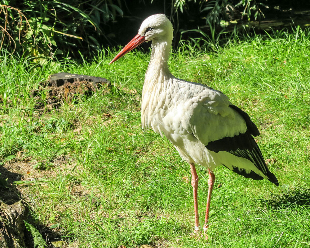 Tiere "Storch"
Zoo Duisburg
Karl-Heinz
Schlüsselwörter: 2022