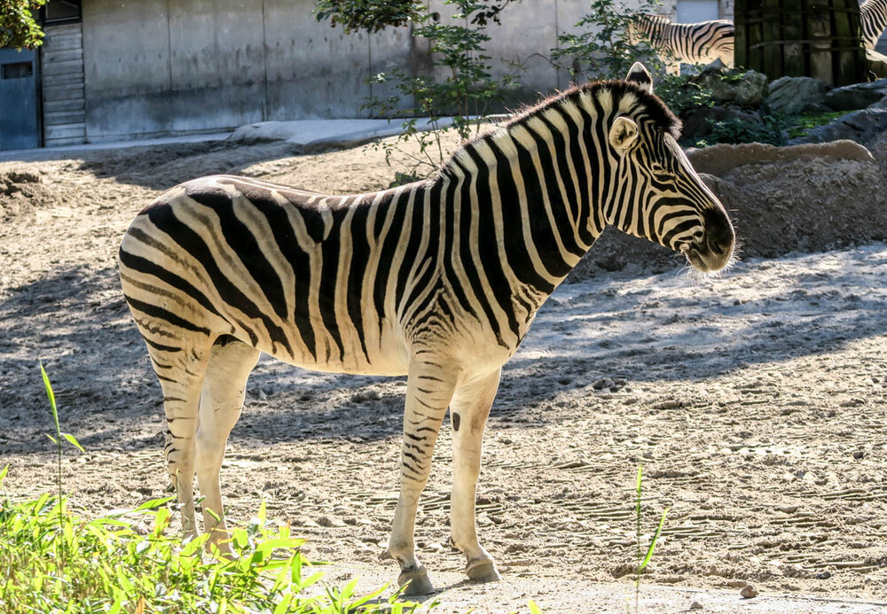 Tiere "Zebra"
Zoo Duisburg
Karl-Heinz
Schlüsselwörter: 2022