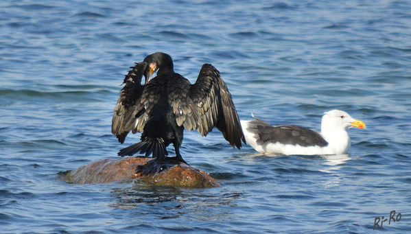 Begegnung vor Rügen 
Kormoran und Heringsmöwe
Schlüsselwörter: Ostsee, Möwe, Kormoran