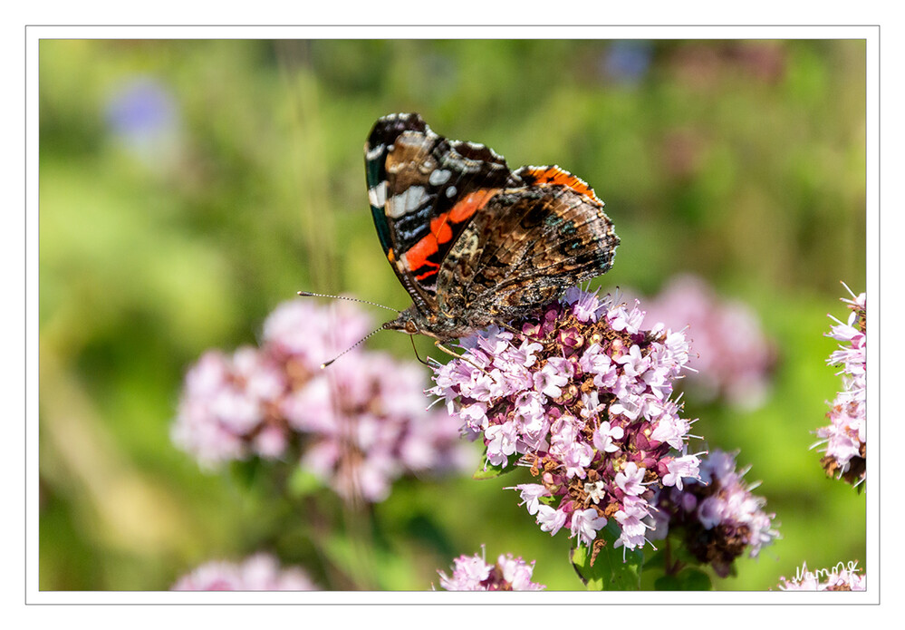 Admiral
(Vanessa atalanta, Syn.: Pyrameis atalanta) ist ein sehr bekannter und weit verbreiteter Schmetterling der nördlichen Hemisphäre aus der Familie der Edelfalter (Nymphalidae). laut Wikipedia
Schlüsselwörter: Schmetterling