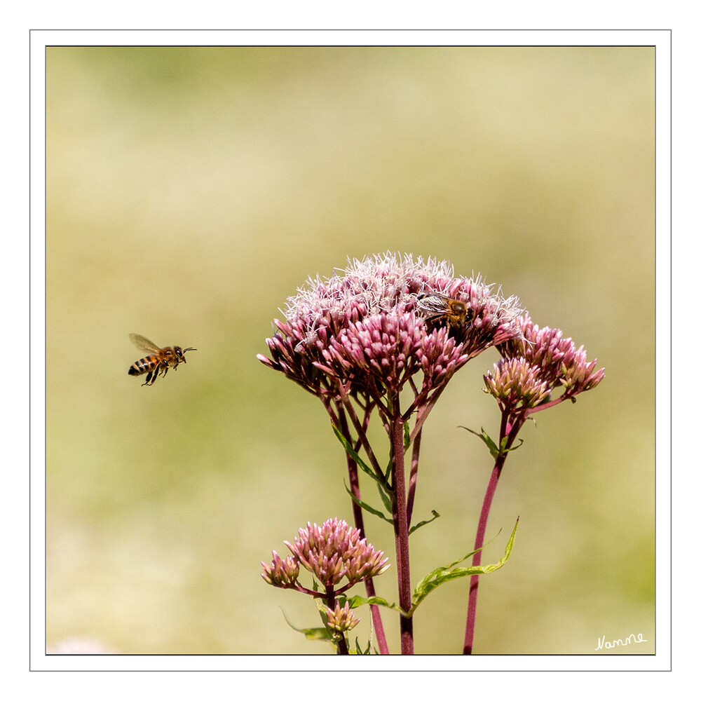 Attacke
Biene im Anflug
Schlüsselwörter: Blume; Biene