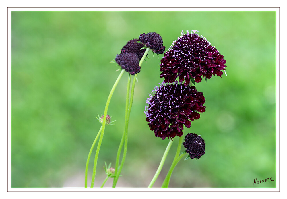 Ungewöhnliche Farbe
haben diese Blumen
Schlüsselwörter: Botanischer Garten; Krefeld;