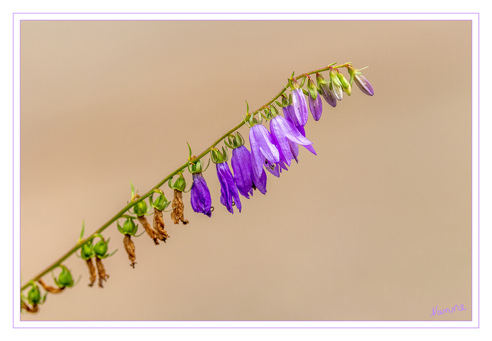 Glockenblume
Schlüsselwörter: Botanischer Garten; Krefeld;