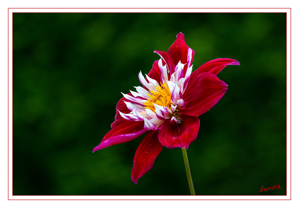 Rote Schönheit
Dahlien zählen als farbenprächtige, blühfreudige Sommerblumen zu den beliebtesten Gartenpflanzen. Die aus rund 35 Arten bestehende Pflanzengattung Dahlia aus der Familie der Korbblütler (Asteraceae) stammt ursprünglich aus Mittelamerika und hat in den letzten 200 Jahren im Gartenbau eindrucksvolle Spuren hinterlassen. Tatsächlich beruht die heutige Vielfalt von weit über 10.000 Sorten auf nur einer Handvoll zugrundeliegender Arten. laut mein-schoener-garten
Schlüsselwörter: Botanischer Garten; Krefeld; rot; Dahlie