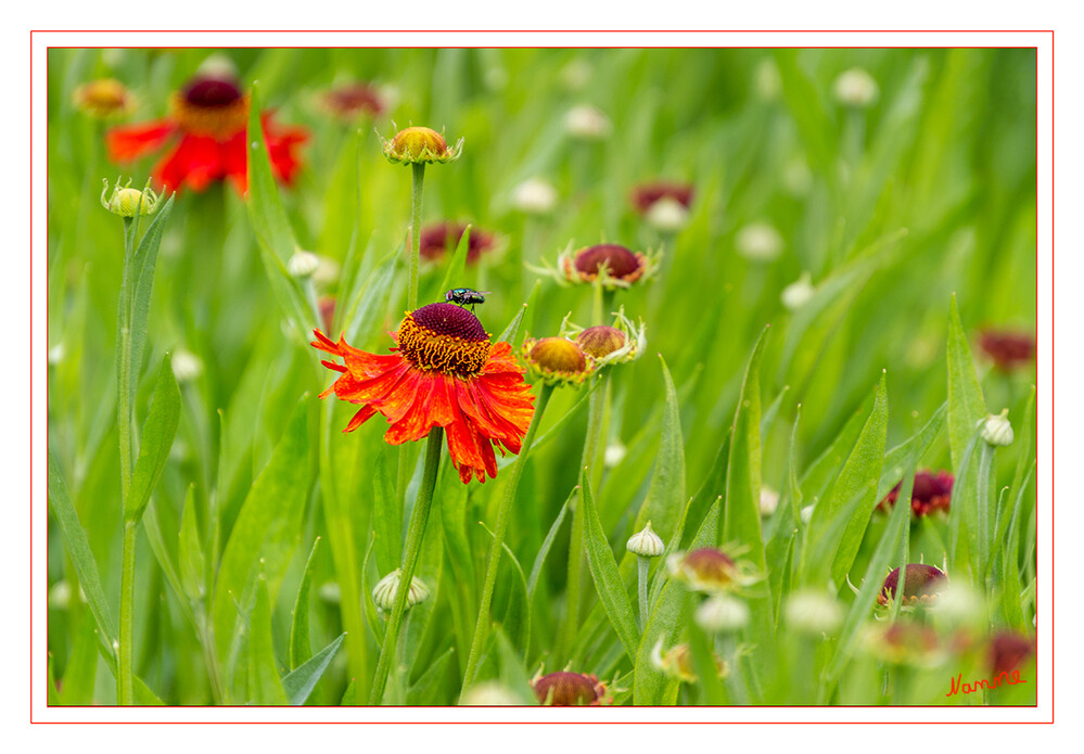 Blütenmeer
Schlüsselwörter: Botanischer Garten; Krefeld; 