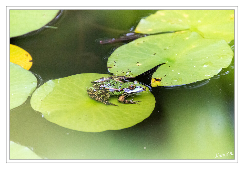 Grünfrosch
auch Wasserfrösche genannt, gehören zu den Echten Fröschen (Ranidae). Wie der Name schon verrät, haben die Grünfrösche eine grünliche Grundfarbe und sind meist ans Wasser gebunden. Bei ihnen liegen die Augen dichter beieinander als bei den Braunfröschen. Die Tiere sind meist sehr gesellig. An Gewässerrändern sitzen sie gerne und sonnen sich. laut bund
