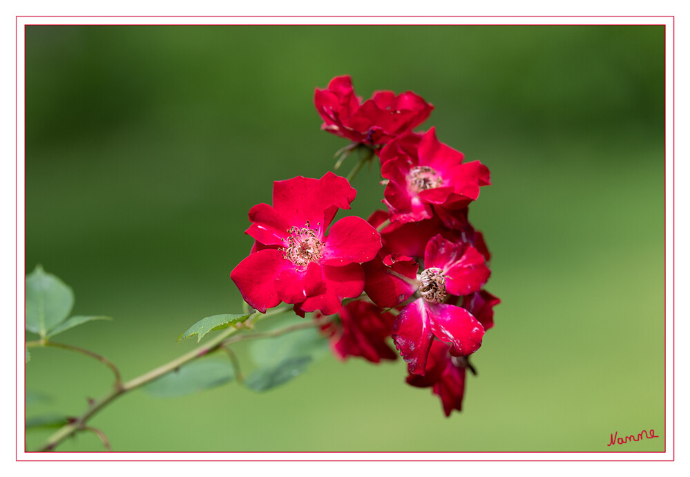 Rote Rosen
Die Rosen sind die namensgebende Pflanzengattung der Familie der Rosengewächse. Die Gattung umfasst je nach Auffassung des Autors 100 bis 250 Arten. Diese bilden durch ihre typischen Merkmale Stacheln, Hagebutten und unpaarig gefiederte Blätter eine sehr gut abgegrenzte Gattung. laut Wikipedia
Schlüsselwörter: Botanischer Garten; Krefeld;