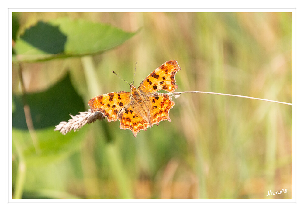 C-Falter
Der C-Falter (Polygonia c-album, Syn.: Nymphalis c-album) ist ein Schmetterling (Tagfalter) aus der Familie der Edelfalter (Nymphalidae).
Die Falter fliegen in Europa je nach Region entweder in einer Generation von Anfang Juli und nach der Überwinterung bis Anfang Juni oder in zwei Generationen von Ende Juni bis Ende Juli und von Mitte August und nach der Überwinterung bis April/Mai des darauffolgenden Jahre. laut Wikipedia
Schlüsselwörter: Schmetterling