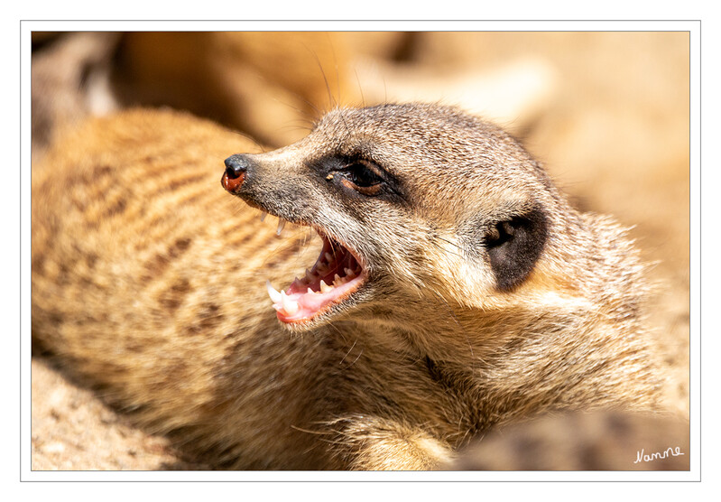 Ich bin ein Raubtier
Zoo Krefeld - Erdmännchen
Sie haben 36 Zähne. Die äußeren oberen Schneidezähne sind größer als die übrigen Schneidezähne, die oberen Eckzähne sind gerade, die unteren gebogen. Die Backenzähne zeigen Anpassungen an die Insektennahrung: Die Molaren sind breit und haben spitze Höcker, die bei allen Landraubtieren vorhandene Brechschere ist nur schwach ausgeprägt. laut Wikipedia

Schlüsselwörter: Zoo Krefeld