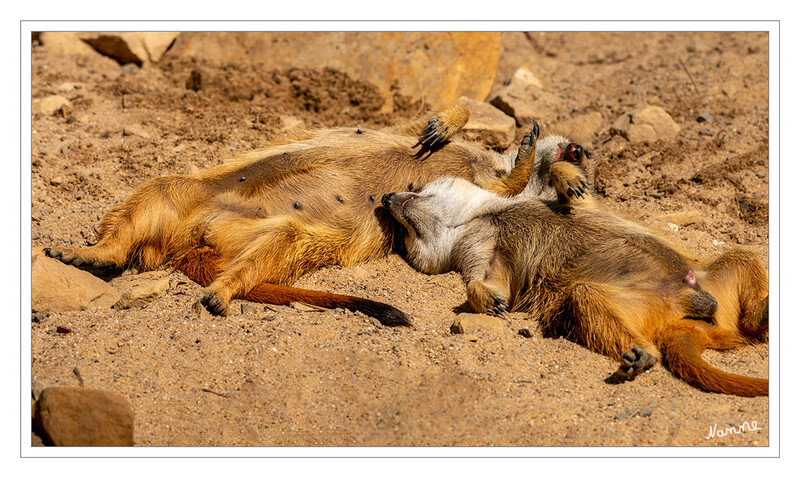 Einfach abhängen
Zoo Krefeld - Erdmännchen
Erdmännchen leben in trockenen Regionen im südlichen Afrika. Sie leben in Gruppen von vier bis neun Tieren mit ausgeprägtem Sozialverhalten und ernähren sich vorwiegend von Insekten. laut Wikipedia
Schlüsselwörter: Zoo Krefeld