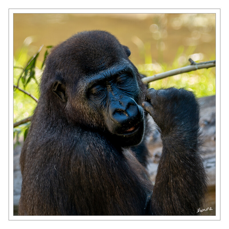 Nachdenklich
Zoo Krefeld - Gorilla
Gorillas leben in Gruppen zusammen, die zwei bis 40 Tiere umfassen können. Die Gruppengröße der Westlichen Gorillas ist mit durchschnittlich vier bis acht Tieren deutlich kleiner als die der Berggorillas mit zehn bis 20 Individuen. Gemeinhin ist in jeder Gruppe nur ein ausgewachsenes Silberrücken-Männchen vorhanden. laut Wikipedia
Schlüsselwörter: Zoo Krefeld