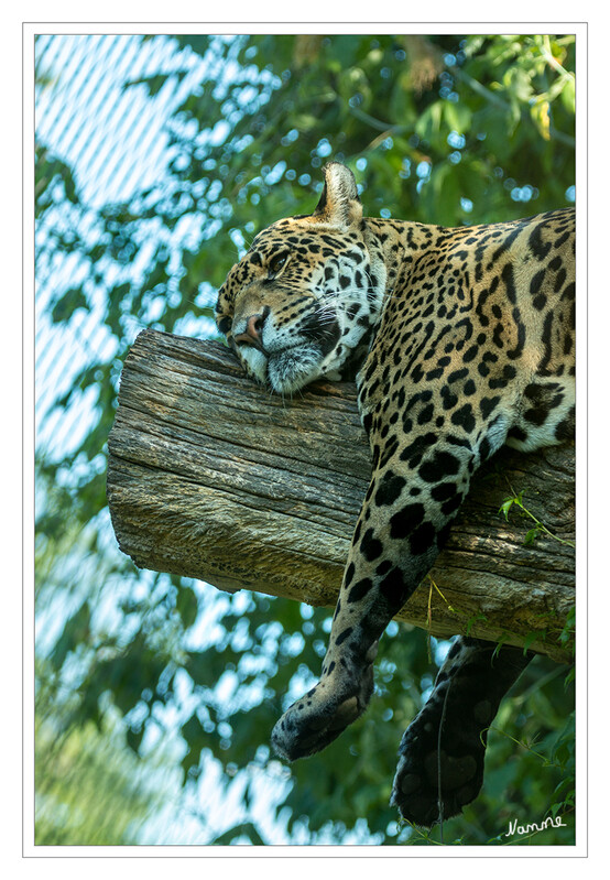 Einfach abhängen
Zoo Krefeld - Jaguar
Trotz ihres schweren Körperbaus können sie sehr gut klettern. Jungtiere klettern nachgewiesenermaßen häufiger als erwachsene Tiere. Aufgrund ihres Beutespektrums sind sie sehr gute Schwimmer. laut Wikipedia
Schlüsselwörter: Zoo Krefeld; Jaguar